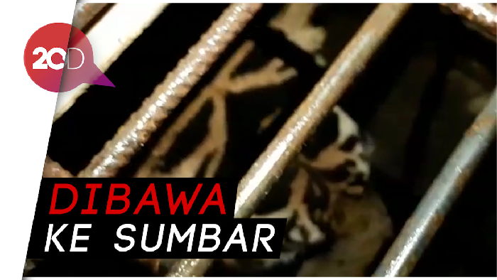 Gelap-gelapan Evakuasi Harimau yang Terjebak di Kolong Ruko