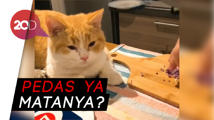 Kocak! Kepo Sama Bawang, Kucing Ini Malah Banjir Air Mata