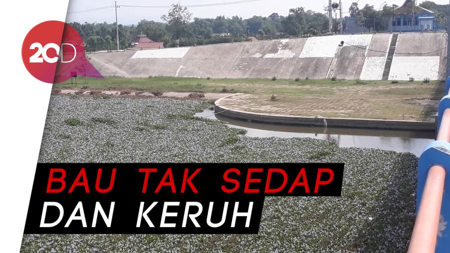 Pak Bupati, Warga Bojonegoro Diteror Eceng Gondok Nih