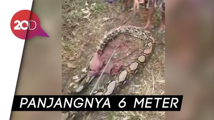 Penampakan Ular Piton 6 Meter di Kebun Karet Riau