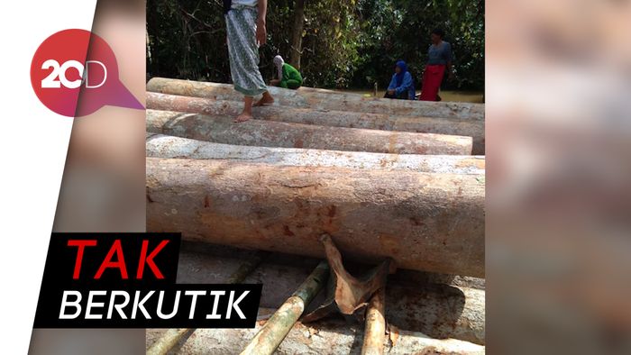 Pembalak Liar Bengong Diomeli Emak-emak di Hutan