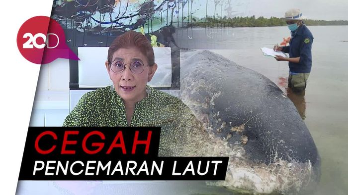 Paus Mati akibat Sampah Laut, Ini Reaksi Menteri Susi 