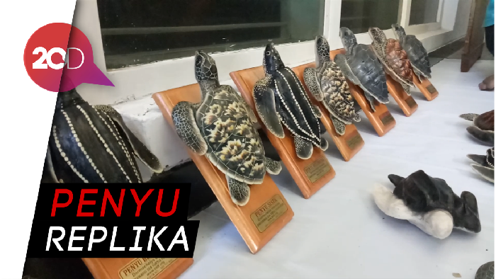 Solusi Cegah Perburuan Liar Penyu Untuk Hiasan Dinding 