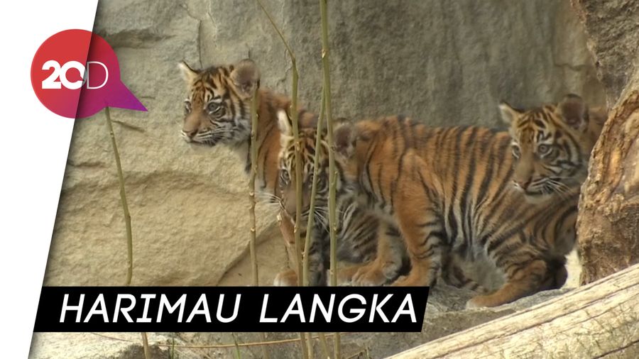 Sejoli Harimau Sumatra Beranak di Jerman