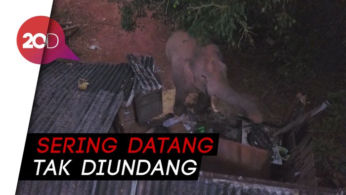 Gajah Ini Benar-benar Bikin Pusing Warga di China