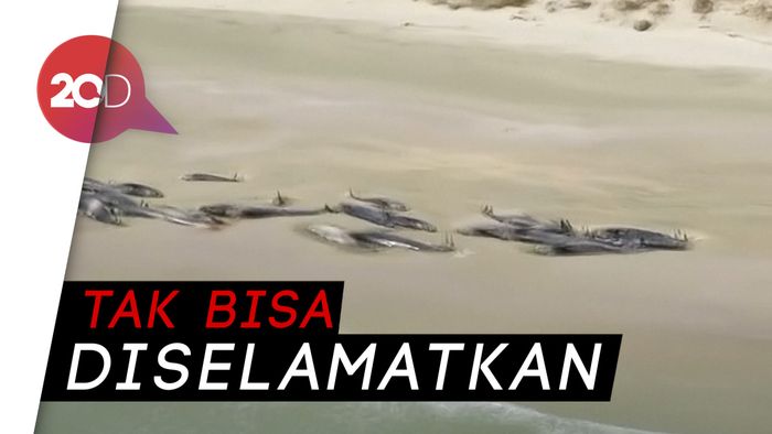  Miris! 145 Paus Mati Terdampar di Selandia Baru
