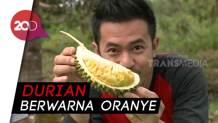 Perkenalkan! Durian Otak Udang Khas Sampit