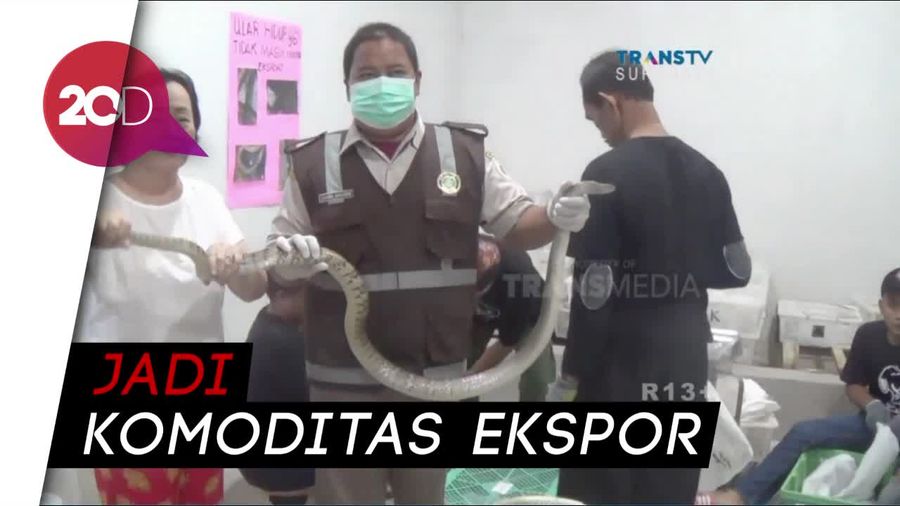 Ular-ular Hidup di Surabaya Terbang sampai China