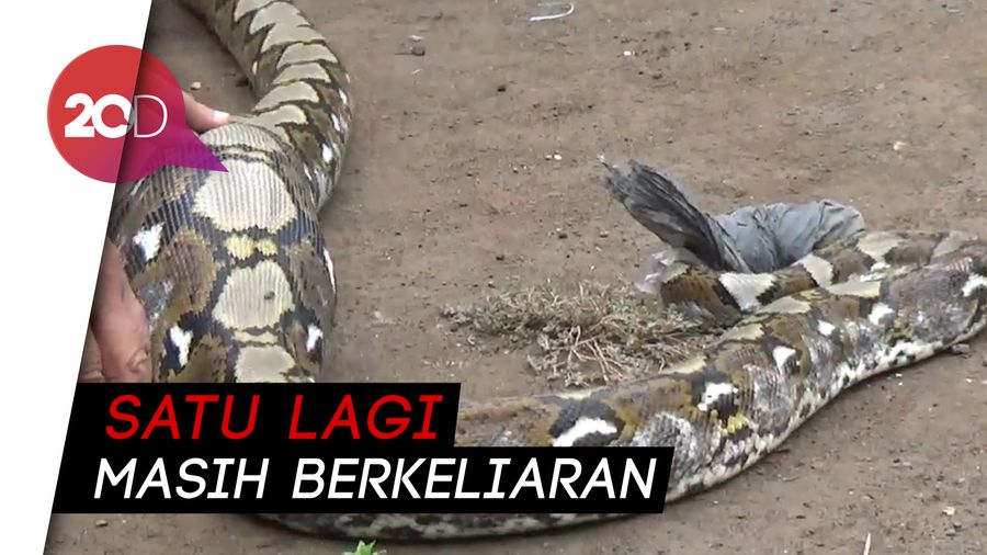 Sanca Pemangsa Ternak Warga Probolinggo Ditangkap