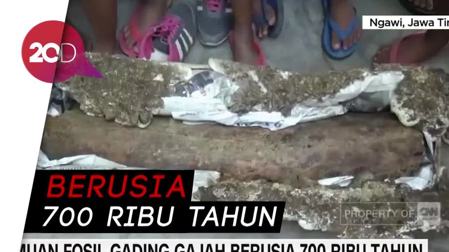 Gempar! Penemuan Gading Gajah Purba Raksasa di Ngawi
