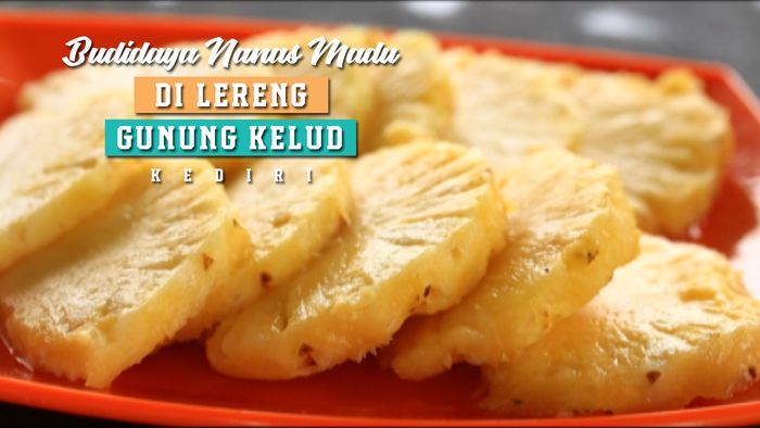 Budidaya Nanas Madu di Lereng Gunung Kelud, Kediri