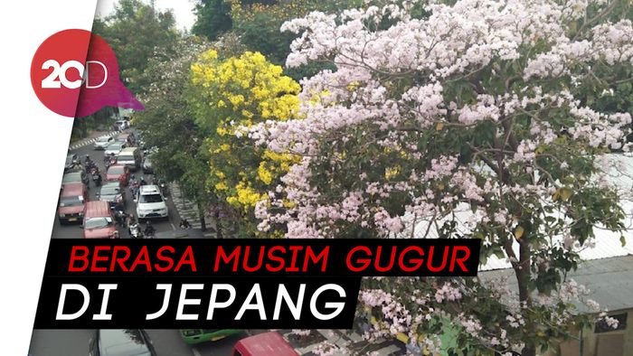 Indahnya Bunga Tabebuya Jadikan Surabaya Seperti Jepang