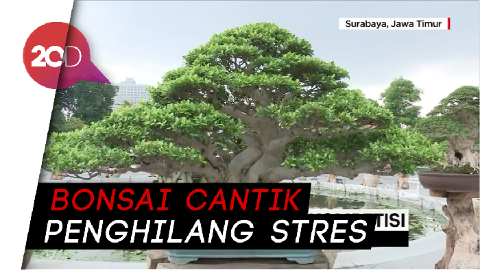 Seharga Rumah Mewah, Ini Wujud Bonsai Beringin Berumur 100 Tahun