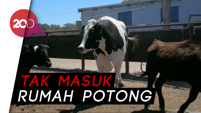 Berukuran Raksasa, Sapi Ini Lolos dari Maut