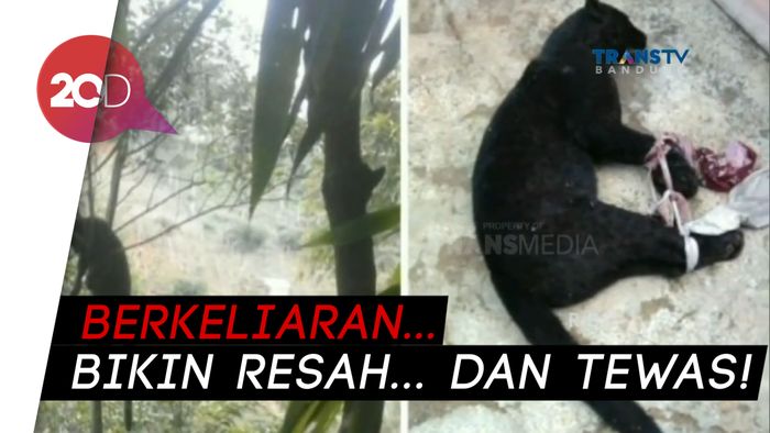 Bikin Resah, Macan Kumbang Dihujani Peluru oleh Warga Soreang