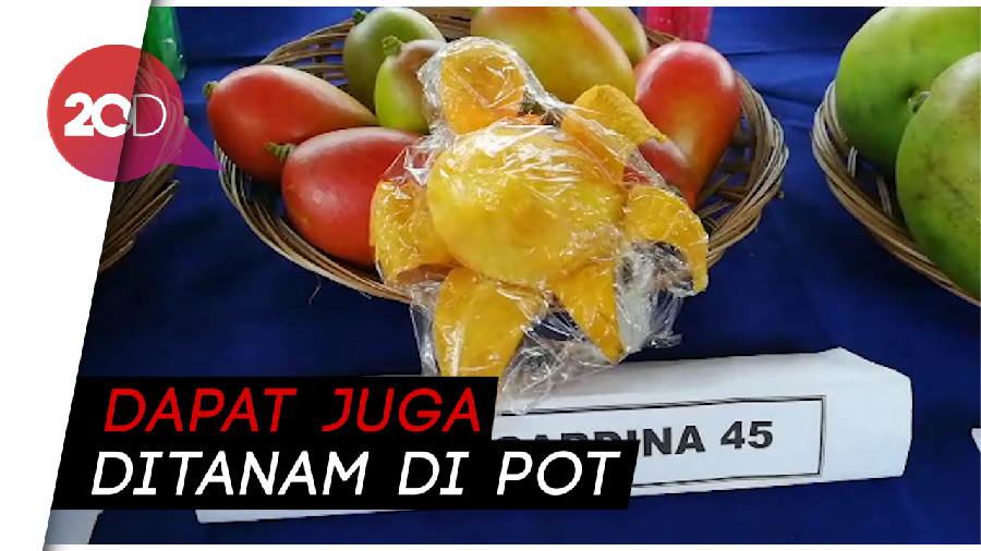 Uniknya Mangga Agri Gardina yang Bisa Dikupas Seperti Pisang