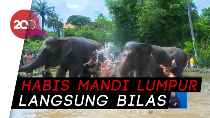 Asyiknya Mandi Bareng Gajah, Mau?