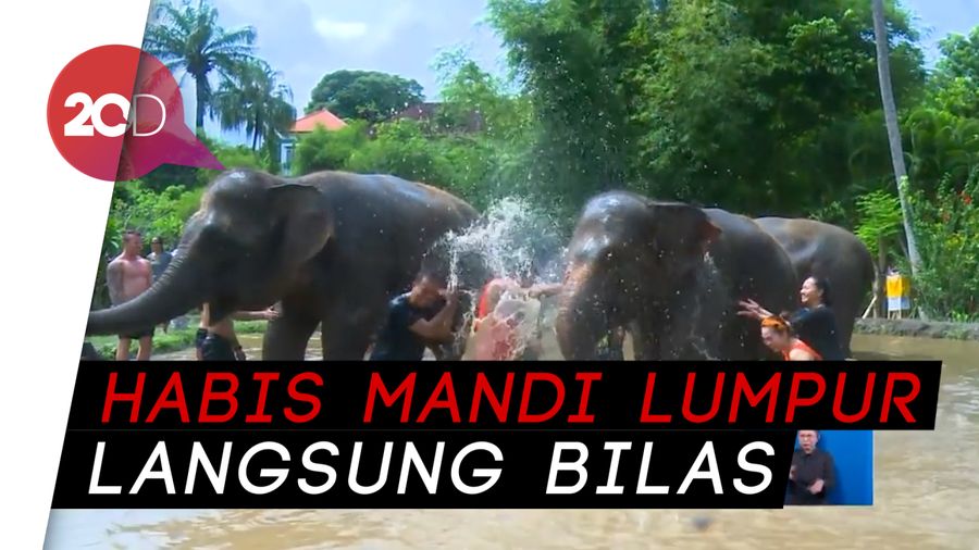 Asyiknya Mandi Bareng Gajah, Mau?