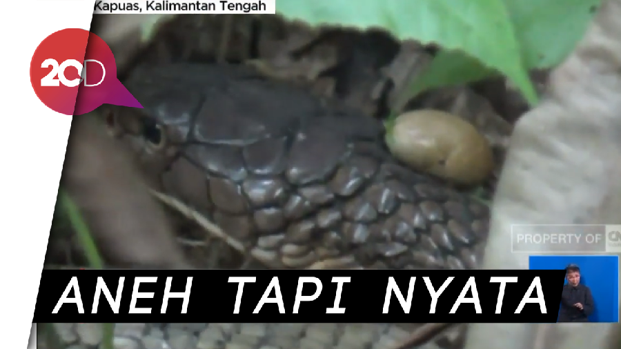 Heboh! King Kobra Mematung di Kebun Karet Kapuas