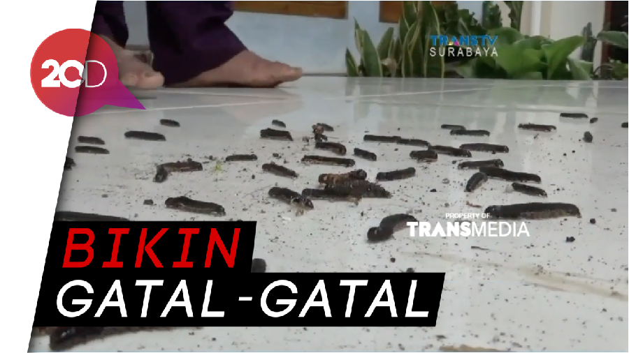 Hii... Ribuan Ulat Bulu Serang Permukiman Warga Magetan