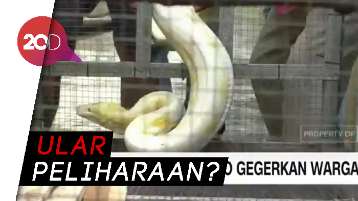 Geger di Banyumas! Ular Piton Albino 4 Meter Tepergok Memangsa Ayam