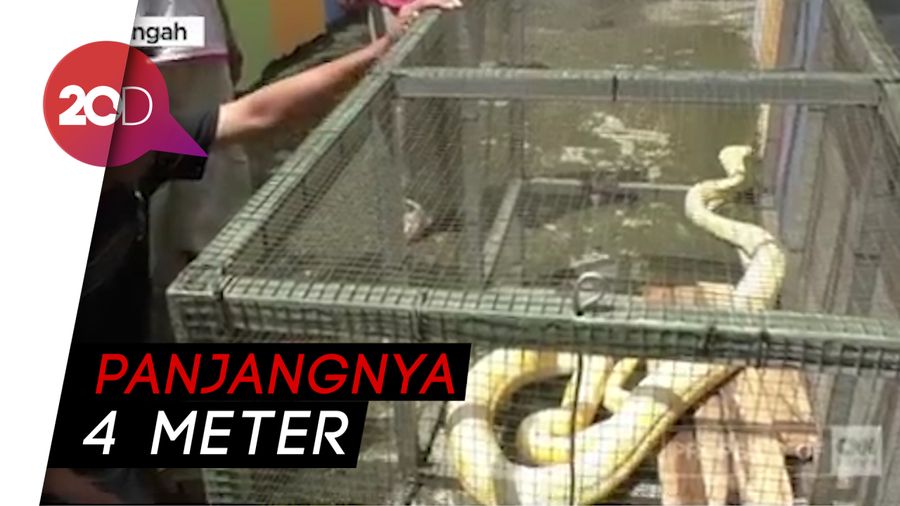 Ular Piton Albino Bikin Geger Warga Banyumas