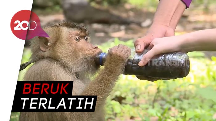 Aksi Primata Pemetik Kelapa di Krui Lampung