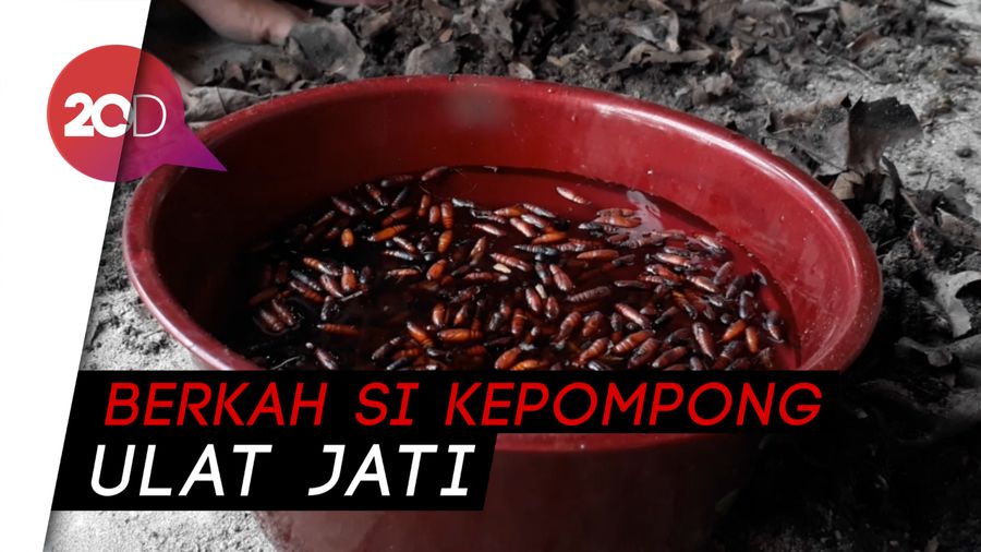 Berkah Enthung di Musim Penghujan