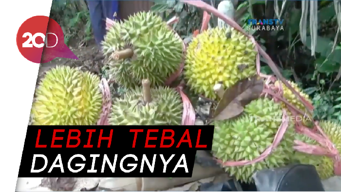 Nyam! Habis Mendaki Semeru Langsung Sikat Durian Menteganya