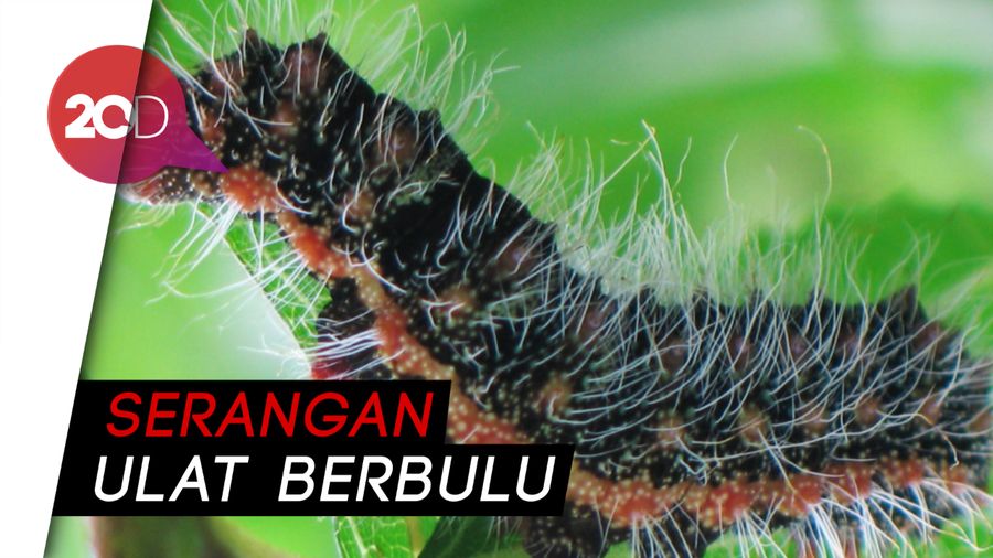 Serangan Ulat Bulu Meluas, Warga Pilih Tutup Warung