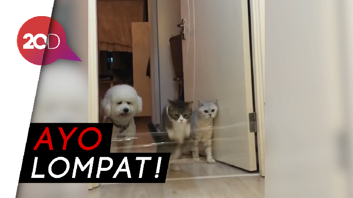 Kucing Vs Anjing, Mana Lebih Pintar?