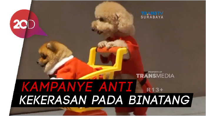 Ih Lucu! Ada Anjing Berkostum Santa Claus
