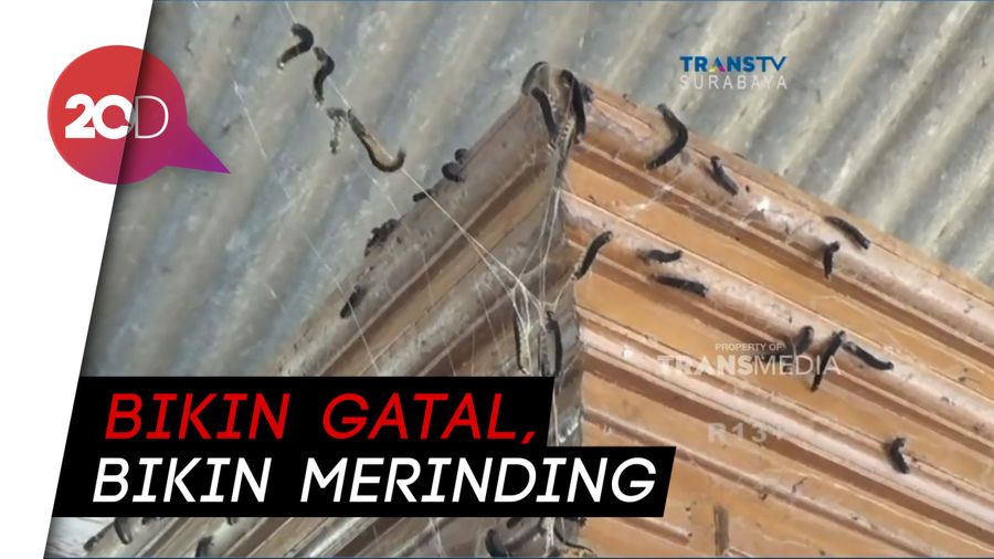 Bikin Merinding! Saat Jawa Timur Diserbu Ribuan Ulat Bulu