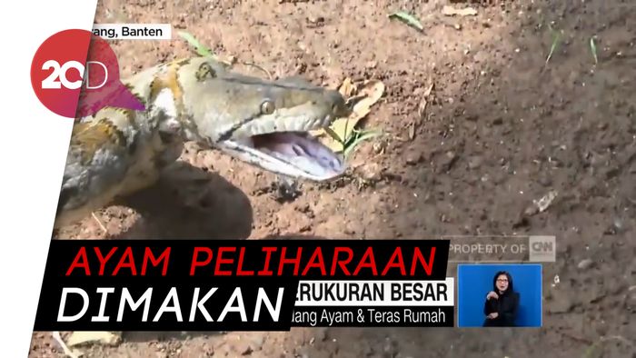 Dua Piton Emosi Saat Mau Ditangkap, Serang Warga Tangerang