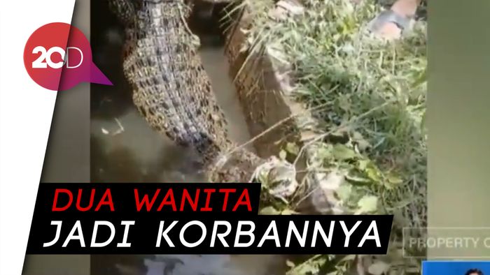 Kawanan Buaya Bikin Was-was Warga Riau dan Sumut