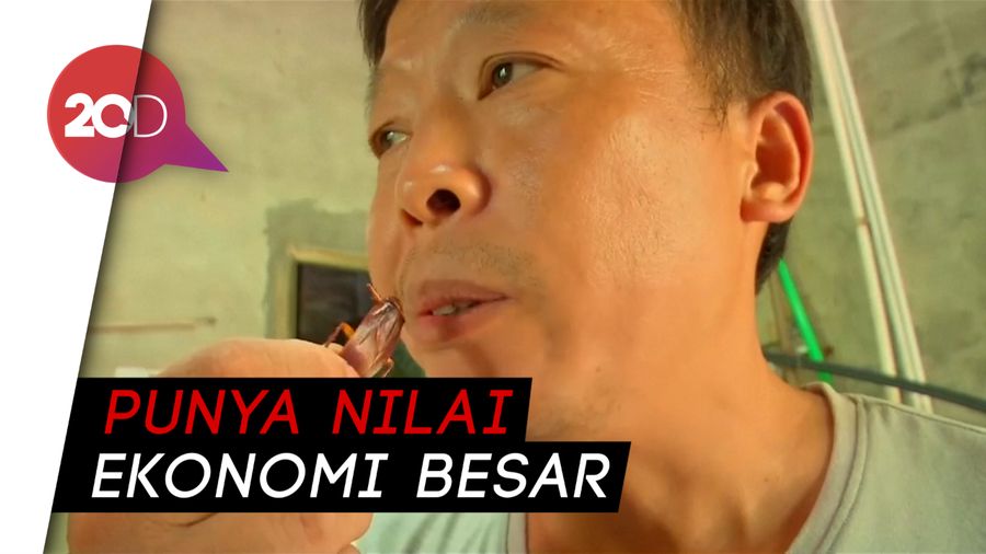  Di China, Kecoa Jadi Bisnis yang Menggiurkan