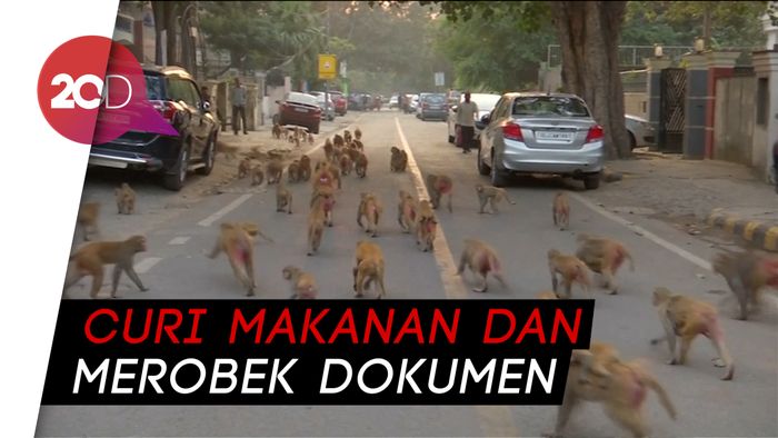 Ribuan Monyet Invasi Kantor Pemerintahan India