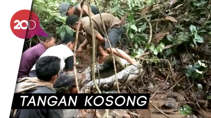 Warga Bergulat dengan Ular Piton Raksasa