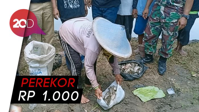 Di Ngawi, Petani Lomba Tangkap Tikus Sawah