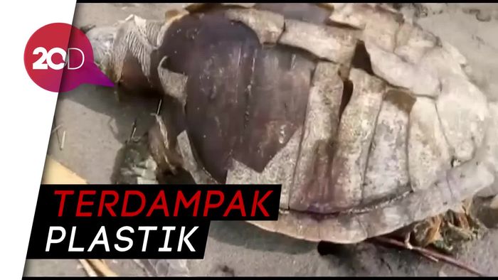 Setelah Paus, Giliran Penyu Mati Gegara Sampah Plastik 