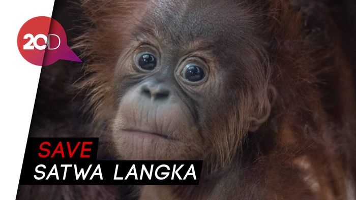 Kelahiran Bayi Orang Utan di Garut Disambut Duka di Sumut