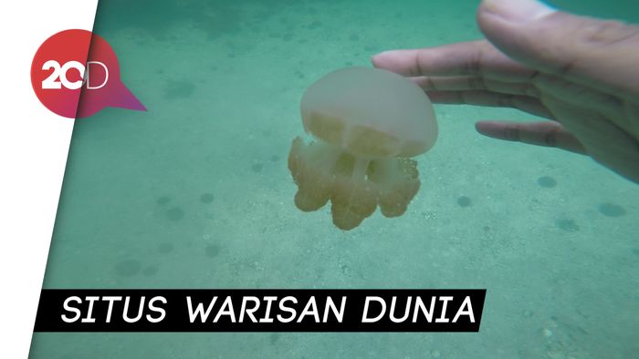 Melihat Ubur-ubur Tak Menyengat di Pulau Kakaban