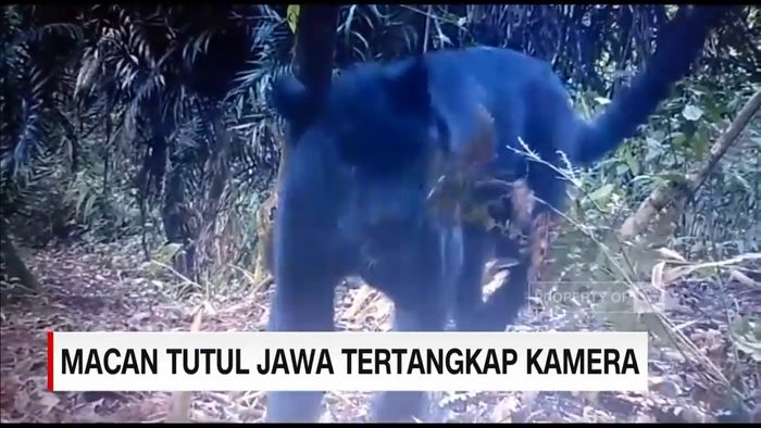 Langka! 3 Ekor Macan Tutul Jawa Tertangkap Kamera