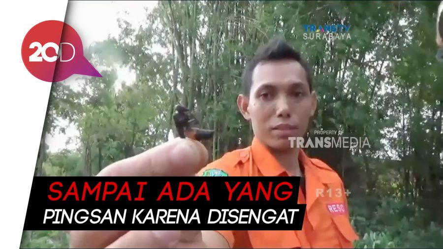 Usai Ulat Bulu, Warga Magetan Kini Diteror Tawon