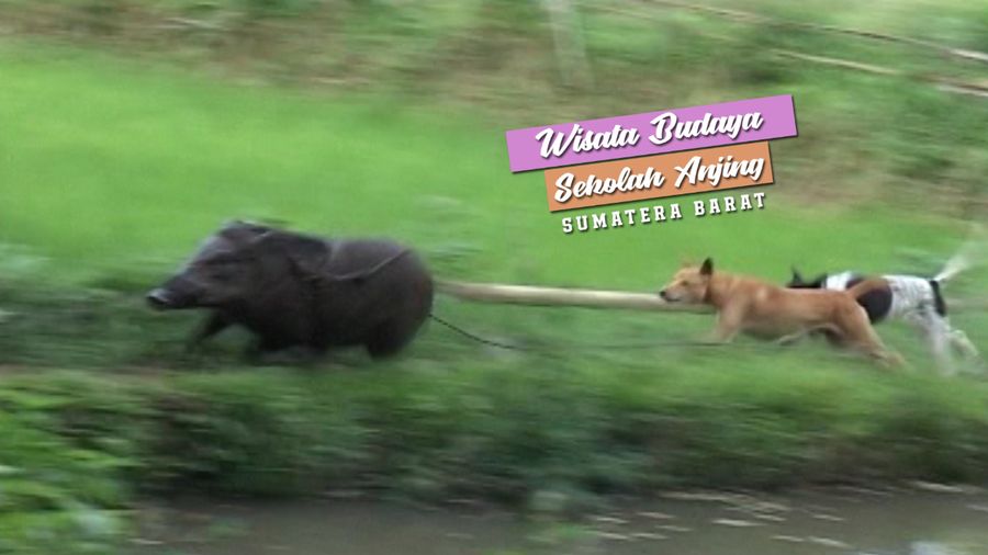 Wisata Budaya “Sekolah Anjing”, Sumatera Barat