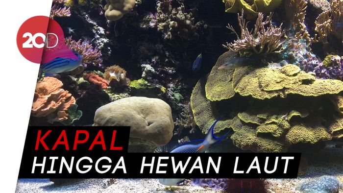 Belajar tentang Laut di Oceanographic Museum of Monaco