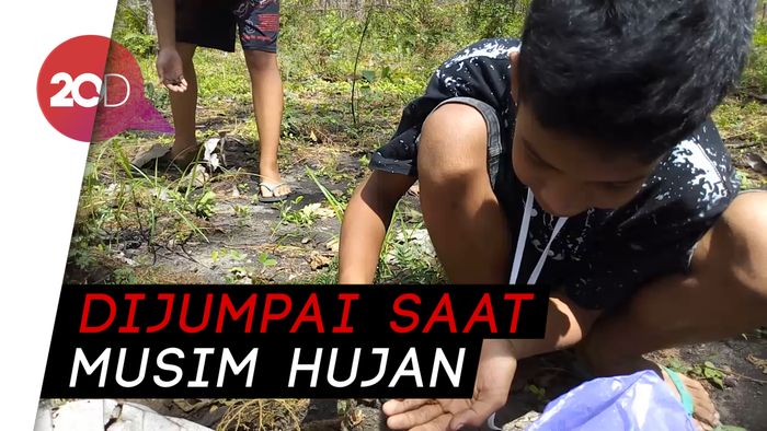 Isi Liburan, Anak-anak di Ponorogo Berburu Entung
