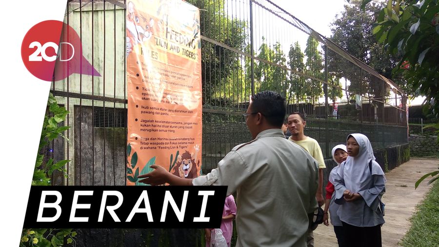 Sensasi Suapi Harimau dan Singa Secara Langsung, Berani?