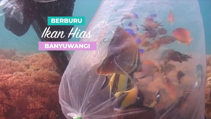 Berburu Ikan Hias, Banyuwangi