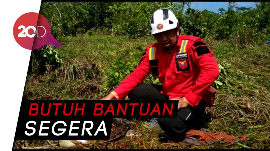 Penyu-penyu Terdampar Terseret Tsunami Selat Sunda  